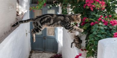 Cat leaps mid-air with flowers and doors in background.
