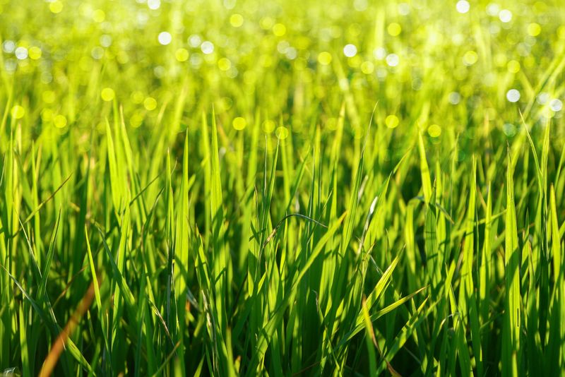 green grass and light.
