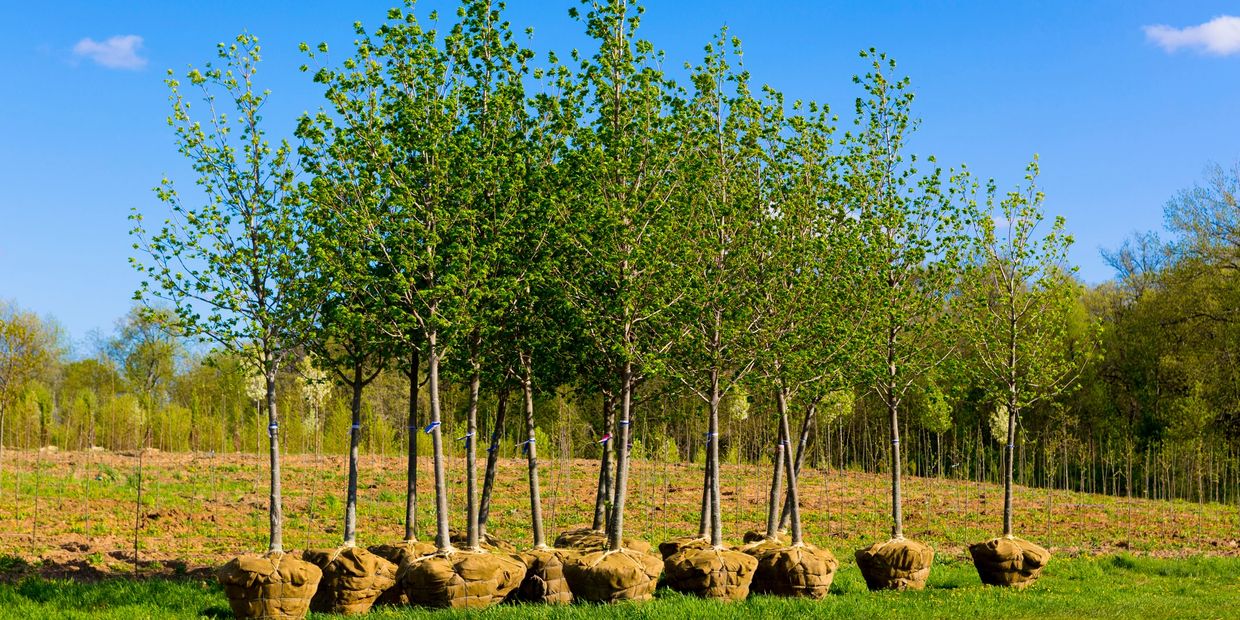 Young trees with wrapped root balls ready for planting in a field.