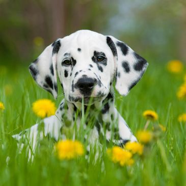 Dalmatian puppy lying in grass surrounded by yellow flowers.