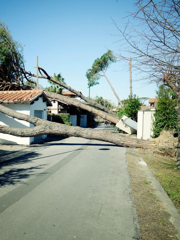 Several large trees have fallen across a residential street, blocking the road.