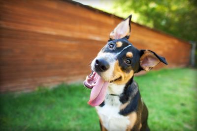 Happy dog with tongue out tilting its head outdoors.