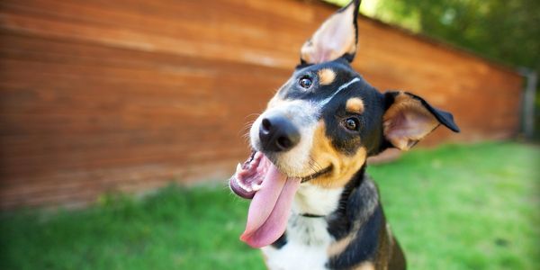 Happy dog with tongue out tilting head in a backyard.
