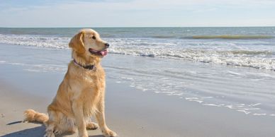 Golden retriever sitting on a sandy beach near the ocean.