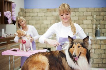 Two women grooming dogs in a pet salon.
