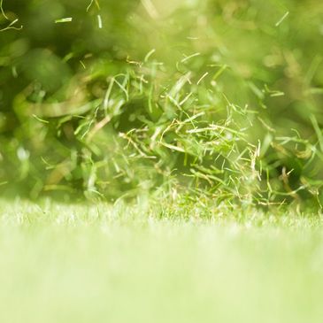 Grass clippings flying during lawn mowing on a sunny day.
