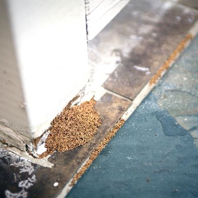 Close-up of termites on tiled floor and wall corner.