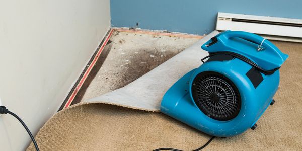 Blue carpet dryer on rolled-up carpet.