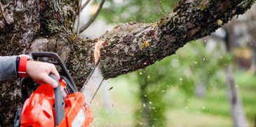 Person cutting a thick tree branch with a chainsaw outdoors.