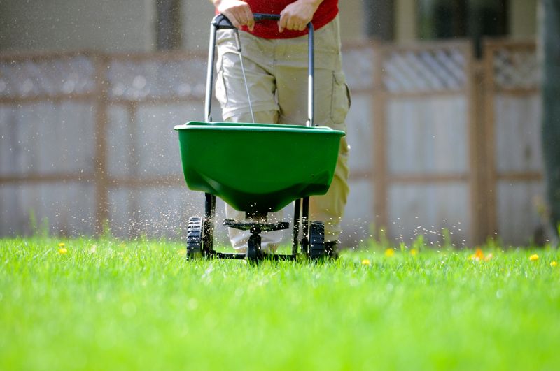 Fertilizing the lawn.