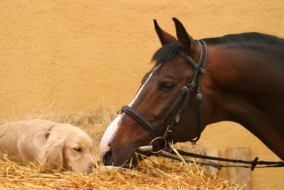 Dog and horse together on straw.