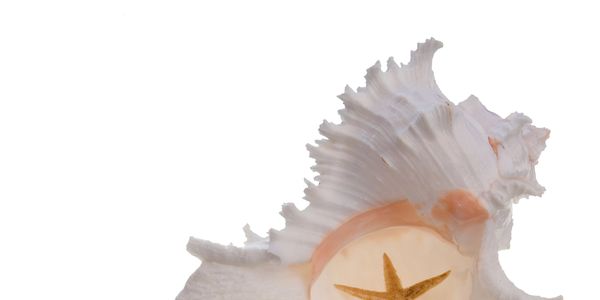A white seashell with a starfish inside against a white background.
