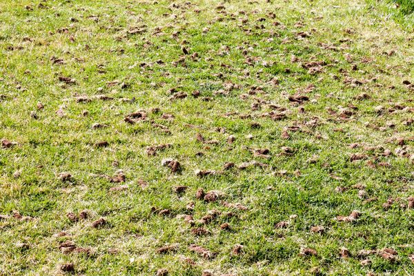 Grass lawn with numerous small soil clumps scattered across the surface.