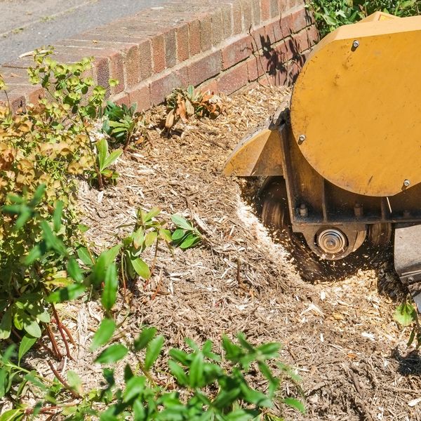 A stump being ground down with a stump grinder 