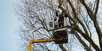 skilled team removing trees