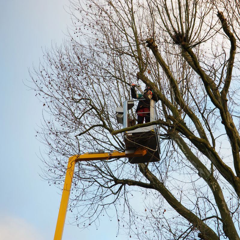 A tree surgeon cuts trees with a chainsaw.