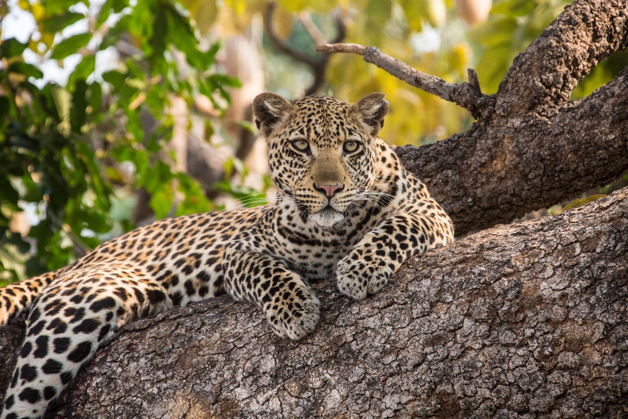 Leopard on the prowl Africa hunt.