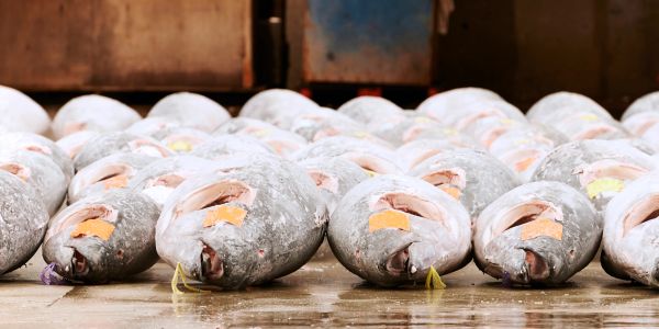 Rows of large frozen fish laid out on a floor in an industrial setting.