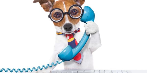 Dog with glasses holding a phone receiver.