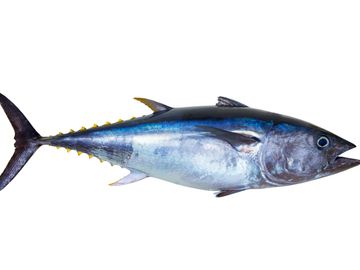 Tuna Loin CO