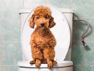 A curly-haired dog sitting inside a toilet bowl in a bathroom.