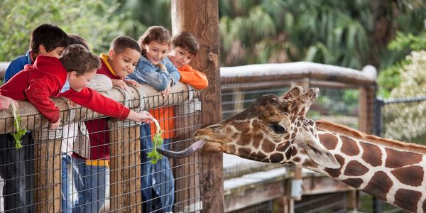 Children feeding a giraffe at the zoo, smiling and engaged.