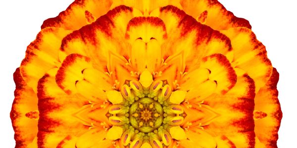 Close-up of a vibrant yellow and orange flower with a symmetrical pattern.