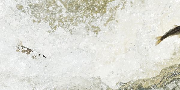 Fish jumping out of turbulent water, captured mid-air.