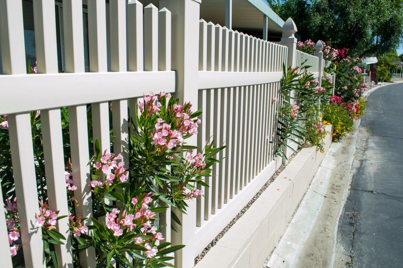 Vinyl Fencing on Older home in the Southern Calif Desert.  with Flowering Bushes sticking thru pickets. Gives a very homey feel. 