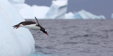 Penguin diving into the water