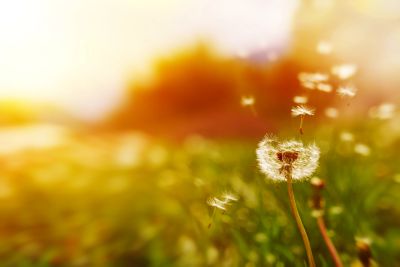 Close-up of a dandelion with seeds blowing in the wind.