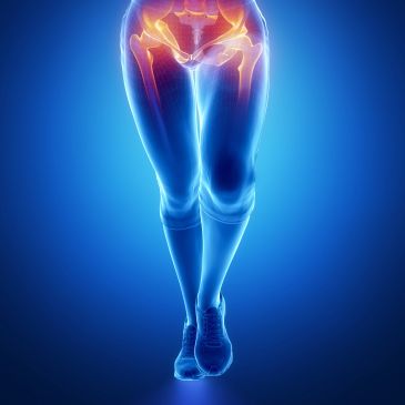 Illustration of human hips and leg bones.