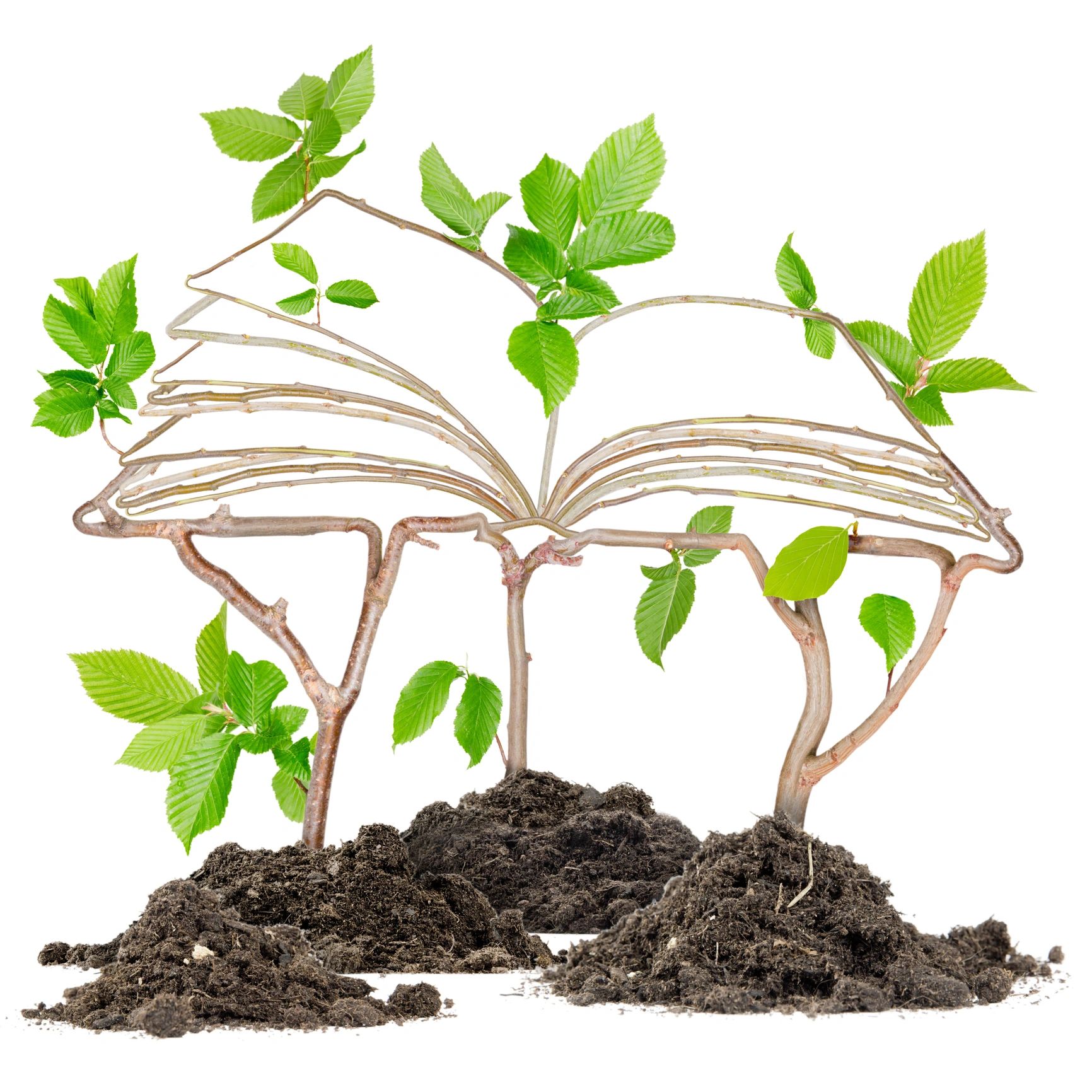 Branches shaped like an open book with green leaves growing from soil.