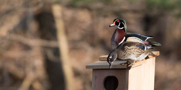Wood ducks on nesting box