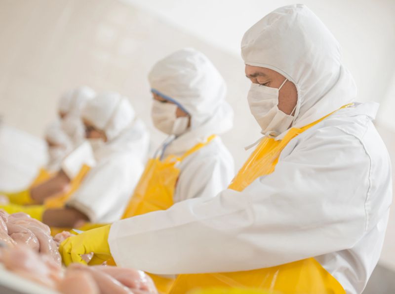 People working at a food factory doing quality control on some chickens