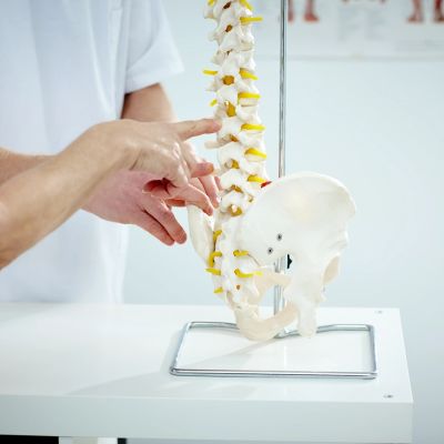 Hands pointing to a spine model.