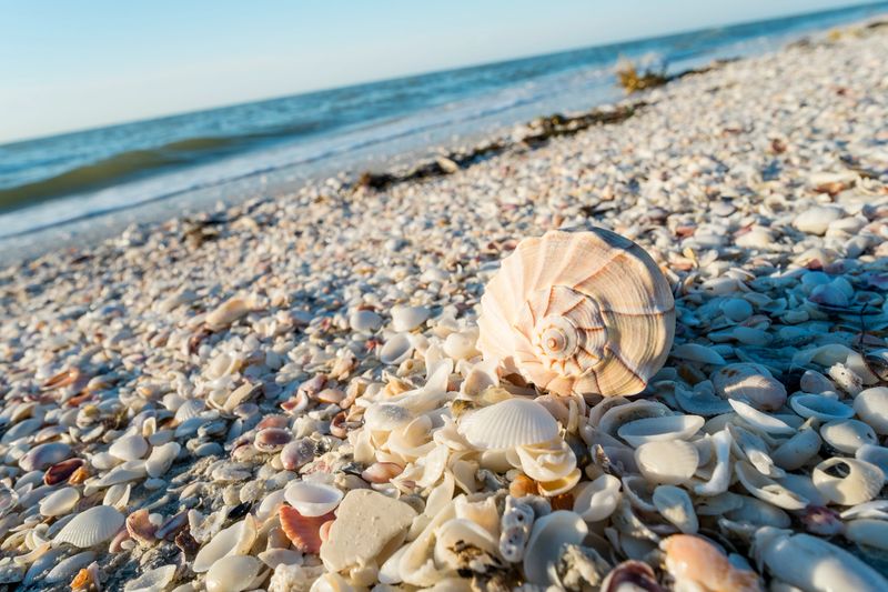 A massive collection of seashells on a beach.
