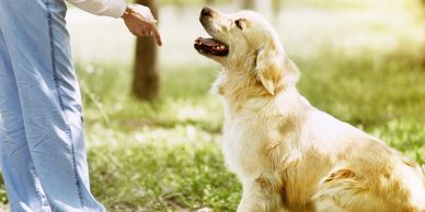 Person training a golden retriever dog in a sunny park.