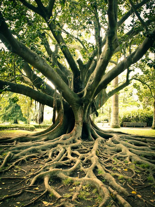 giant tree with wide root system and expansive branches