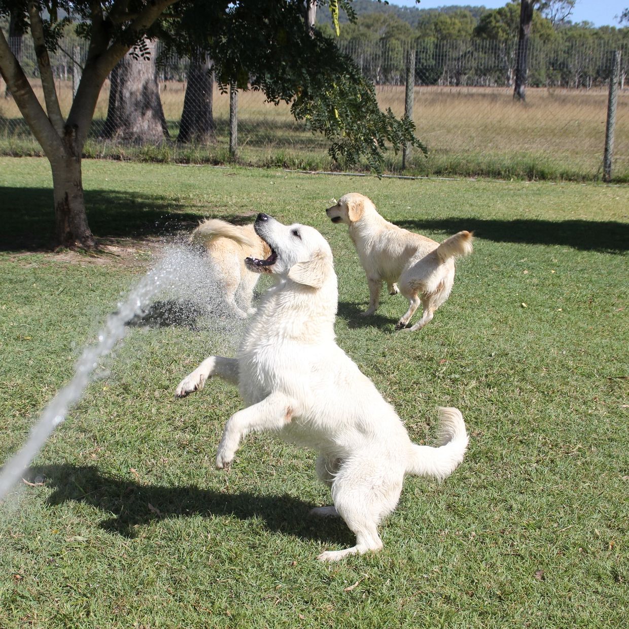 Sprinkler Repair Valrico, Brandon and Riverview FL Dogs Playing in Sprinklers