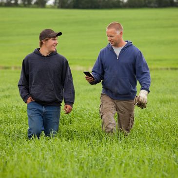 Two men walking through a green field, one looking at a smartphone.