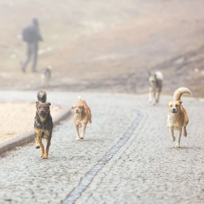 Four dogs running on a cobblestone path on a foggy day.