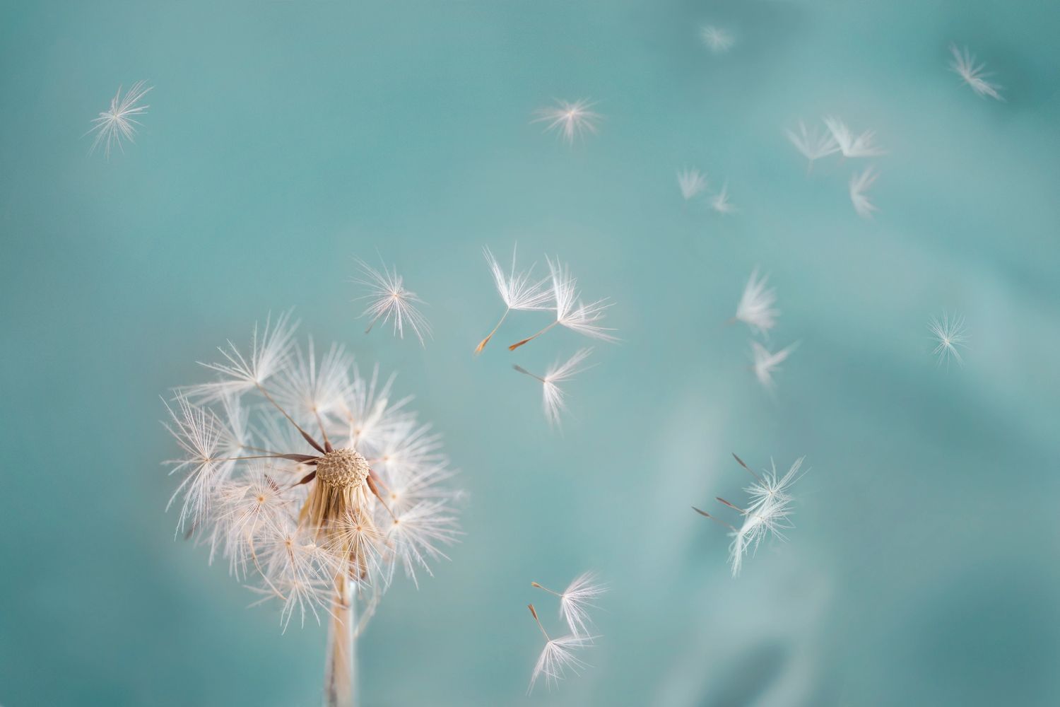 Sharon Nicholson 
Registered Member MBACP, Accred 

Betrayal Trauma & Narcissistic Abuse Recovery