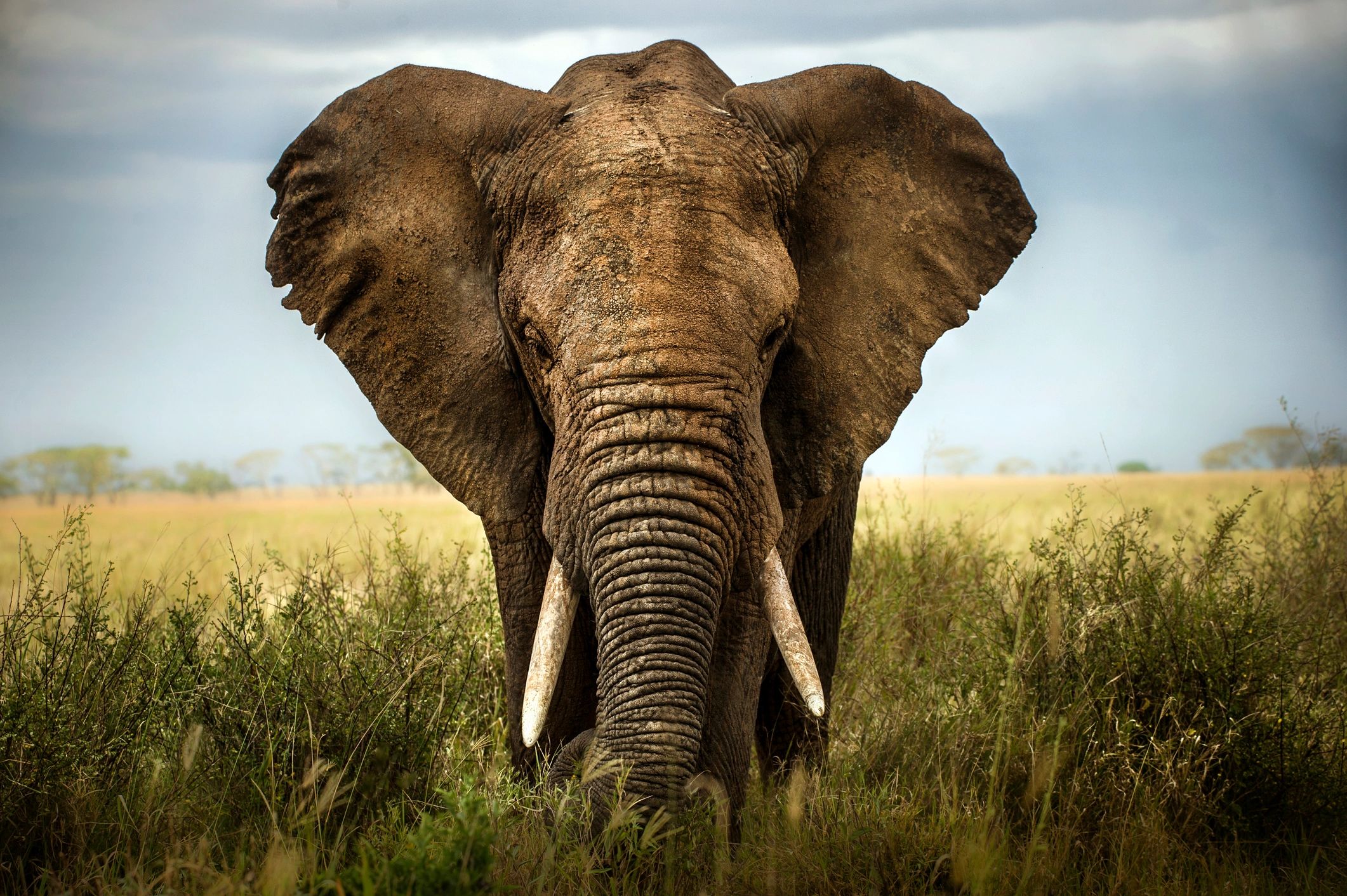 African elephants are incredibly resilient creatures.