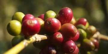 Lush Coorg coffee plantations – Bangalore to Coorg tour package by Saraswathi Car Rentals