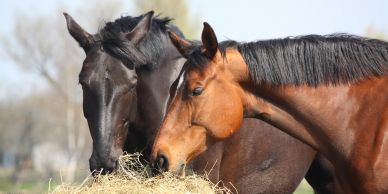 Two horses eating hay together.
