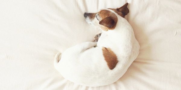 Small dog curled up sleeping on a white bed.