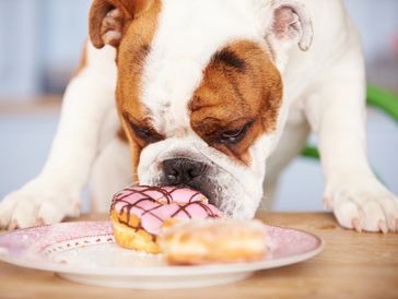 A bulldog sniffs a pink-frosted doughnut on a plate.