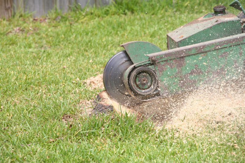 Stump Grinder in action.