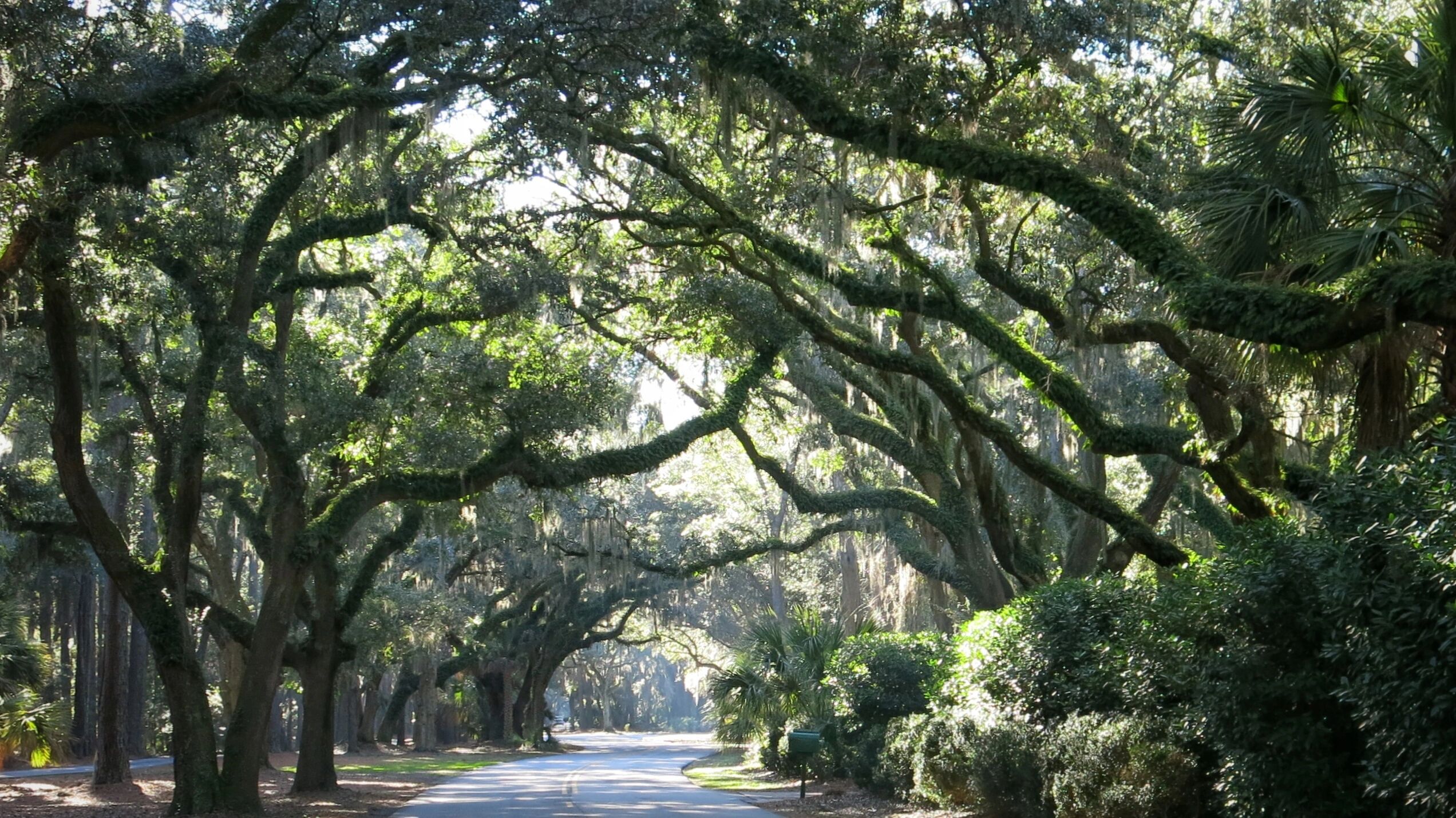 A sunlit road shaded by large oak trees with hanging moss.